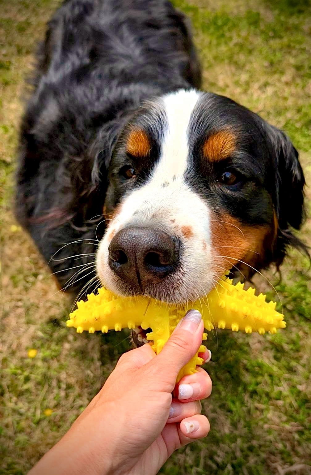 Jouet chien étoile de mer