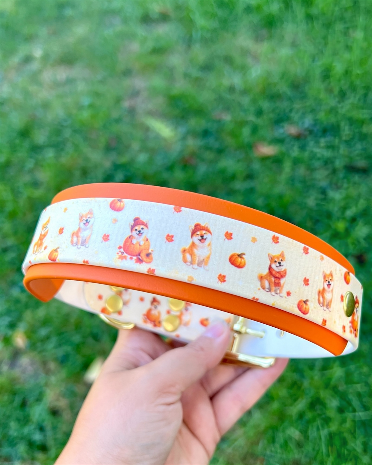 Collier chien Shiba Spice 🎃
