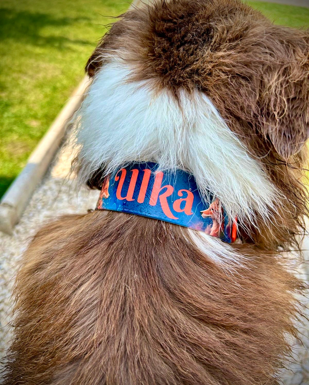 Collier Chien Imprimé (100% personnalisé)