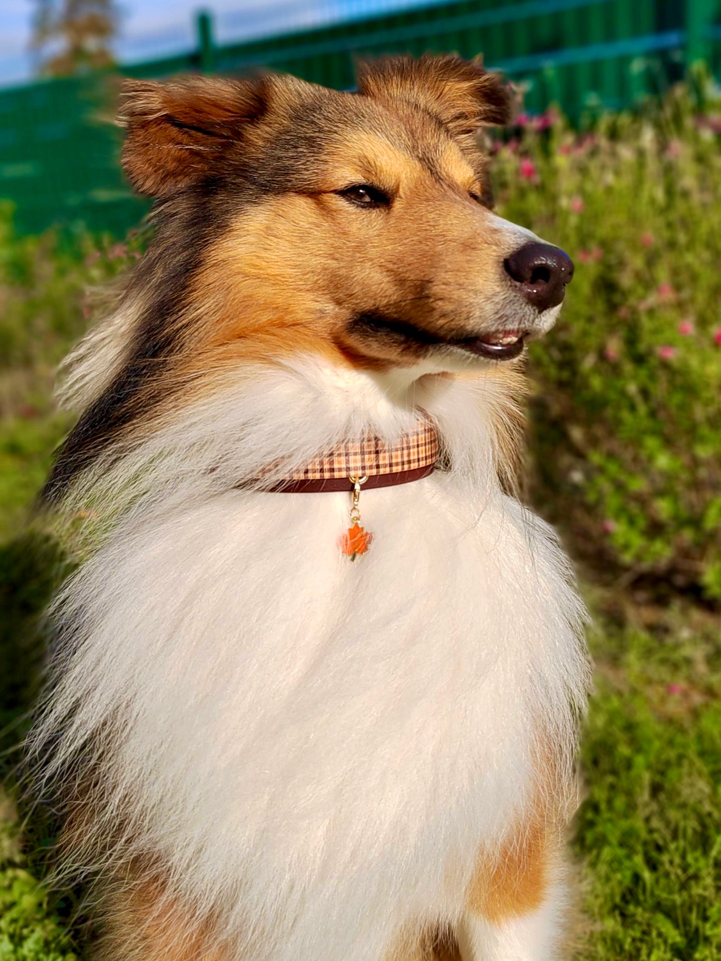 Collier chien Scotty 🍂