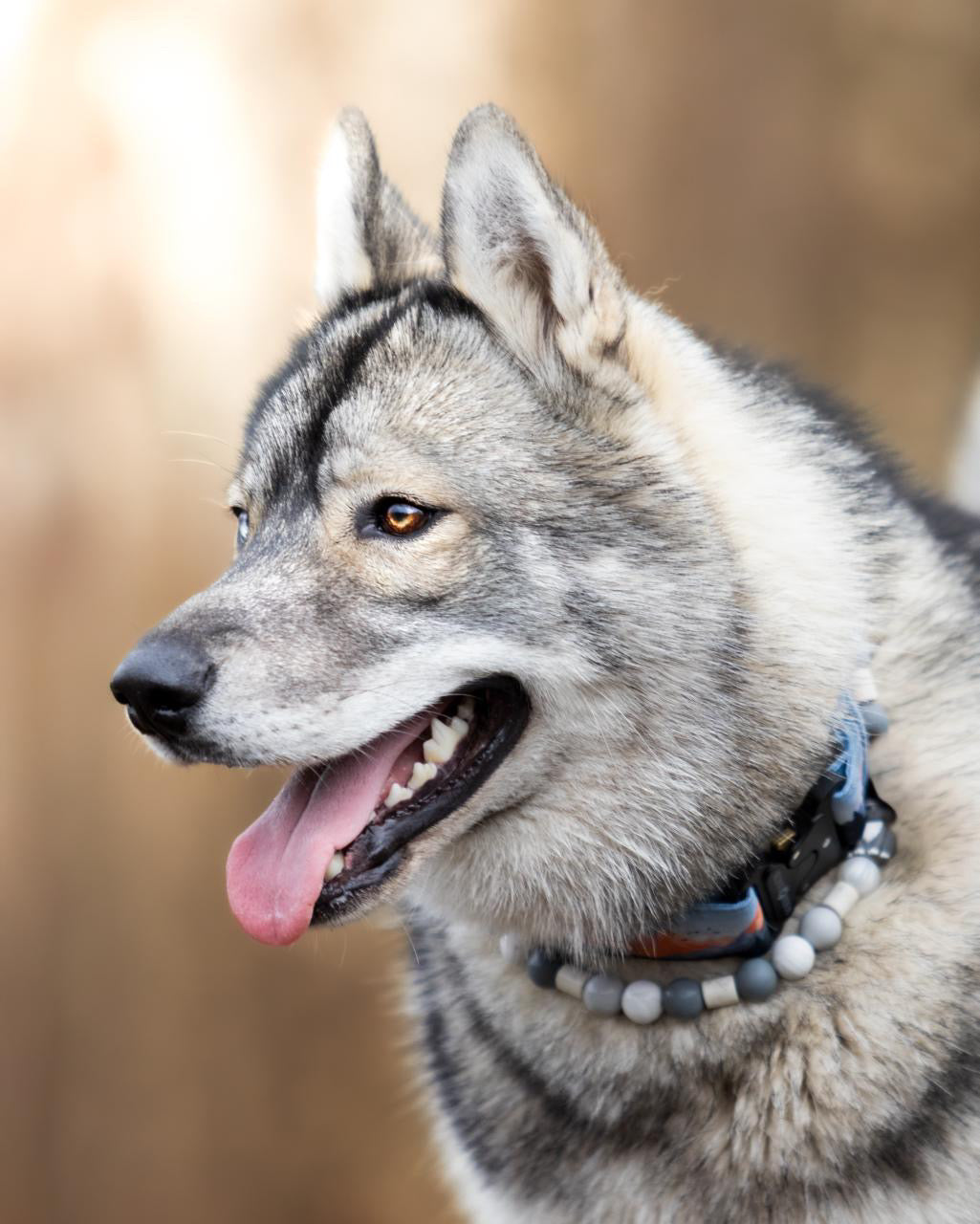 Collier anti-tiques Wolf