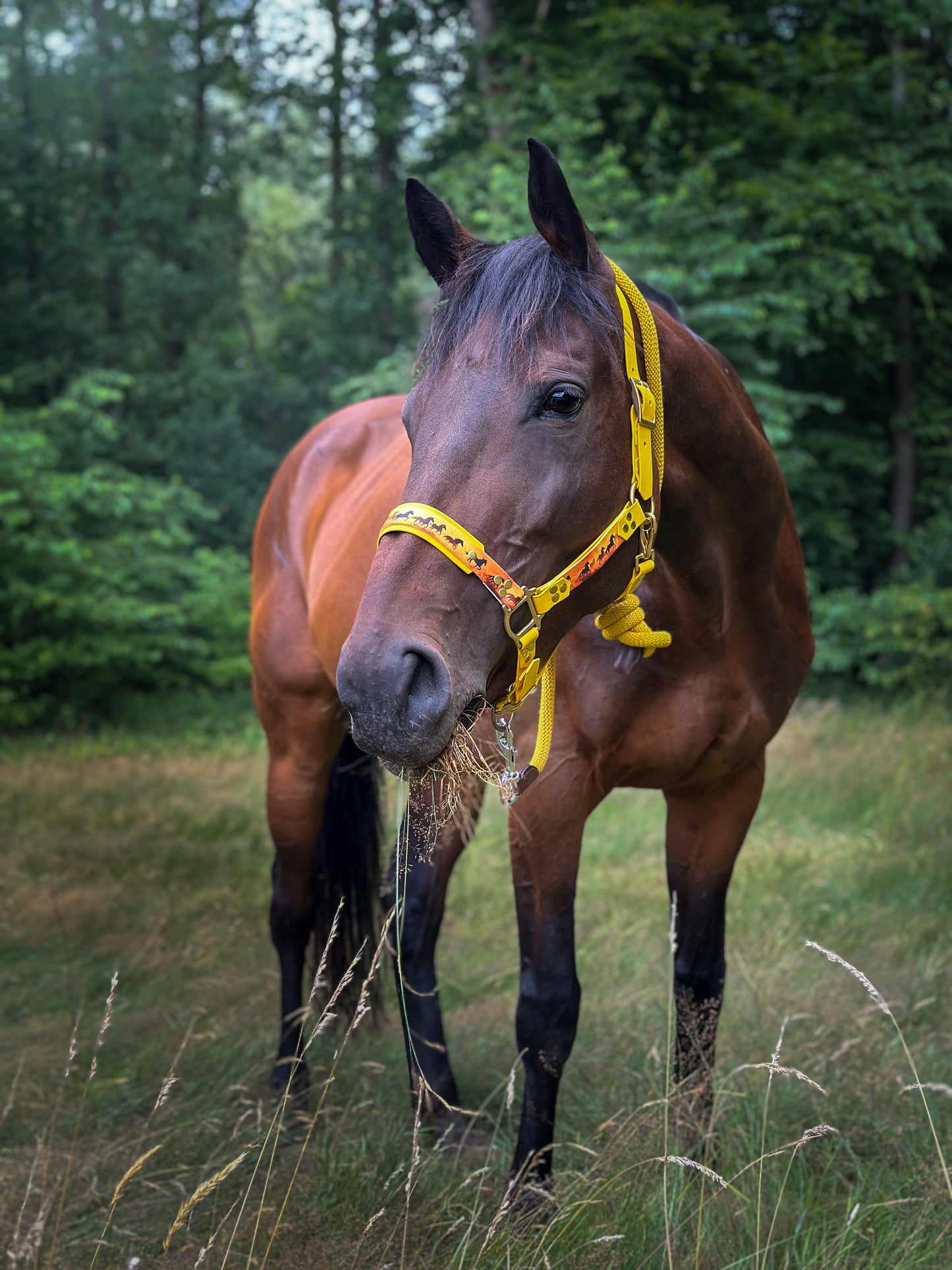Licol cheval personnalisé