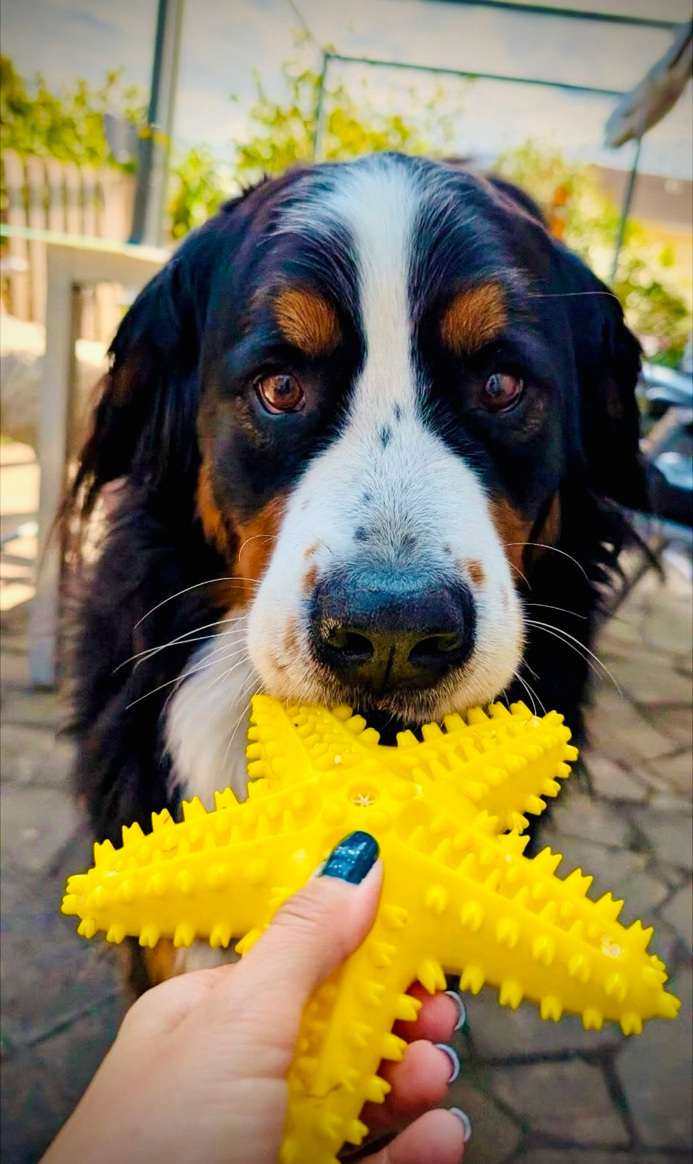 Jouet chien étoile de mer