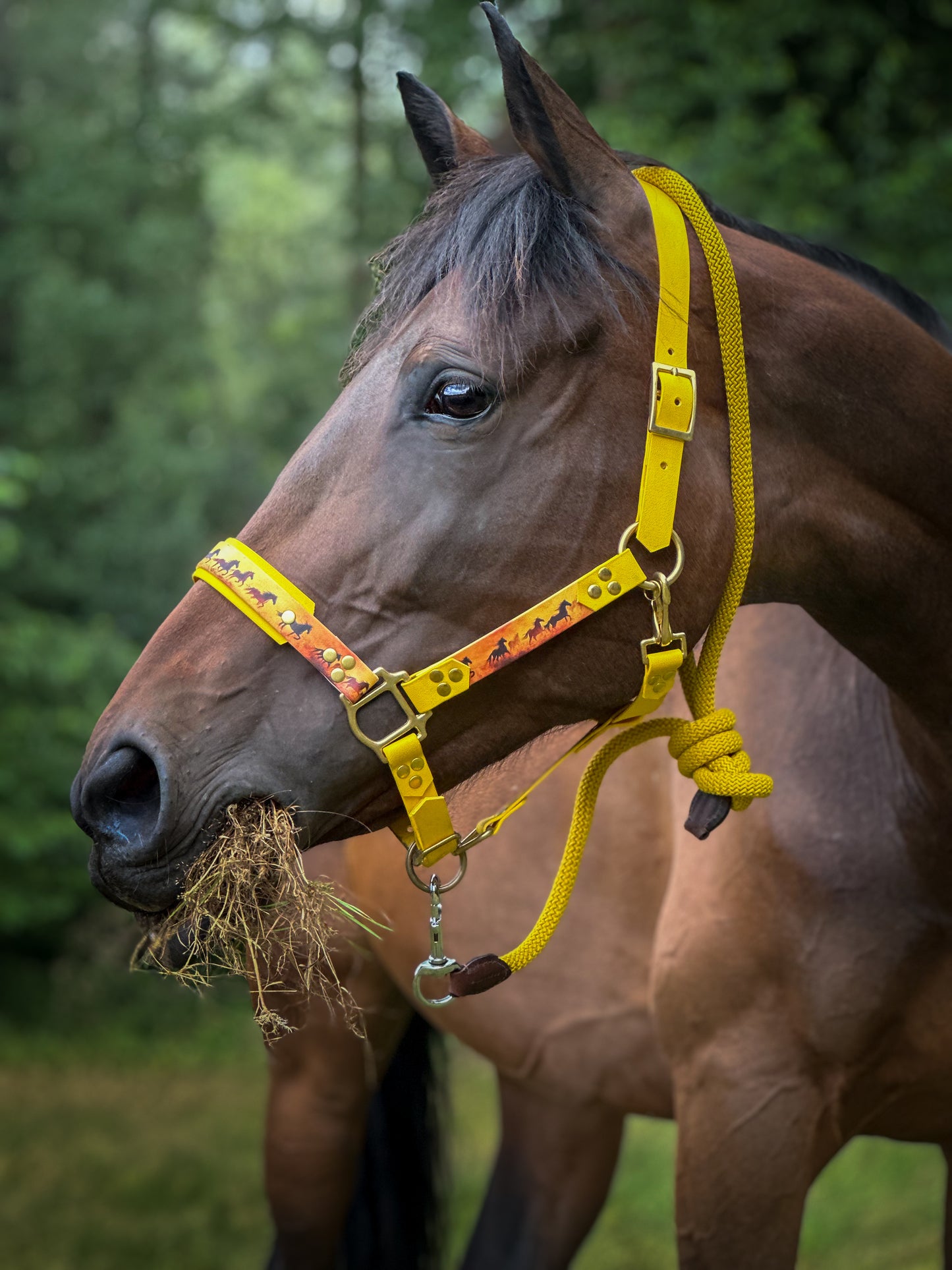 Licol cheval personnalisé