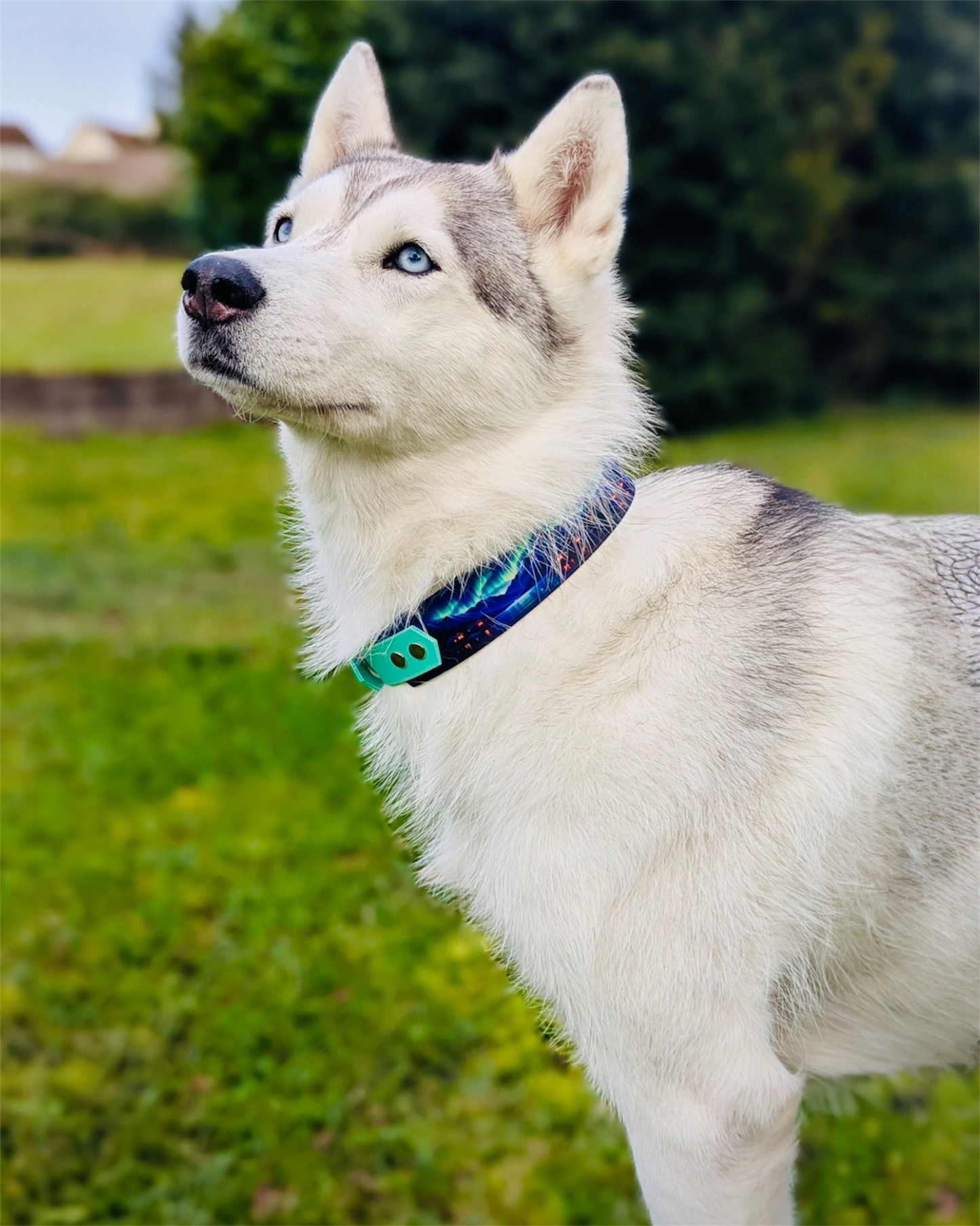 Collier chien NORLIGHT