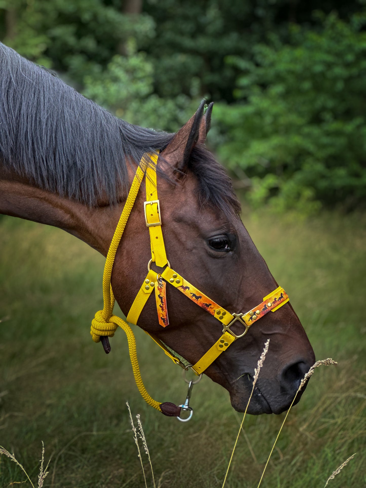 Licol cheval personnalisé