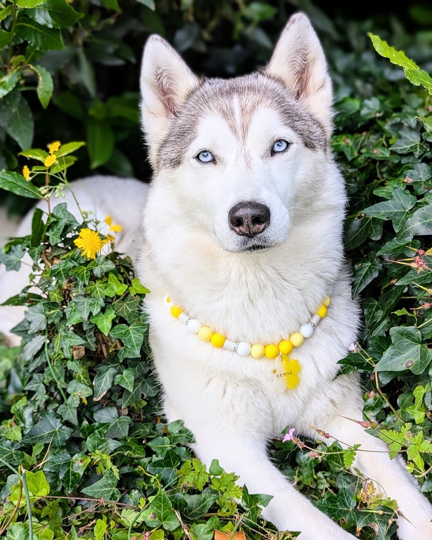 Collier anti-tiques Marguerite