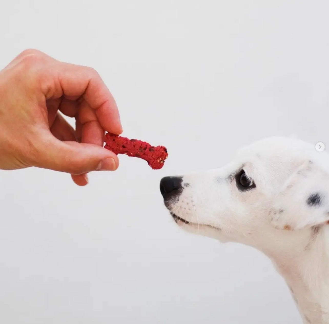 Lisboa Betterave- Friandises naturelles pour chiens avec superaliments