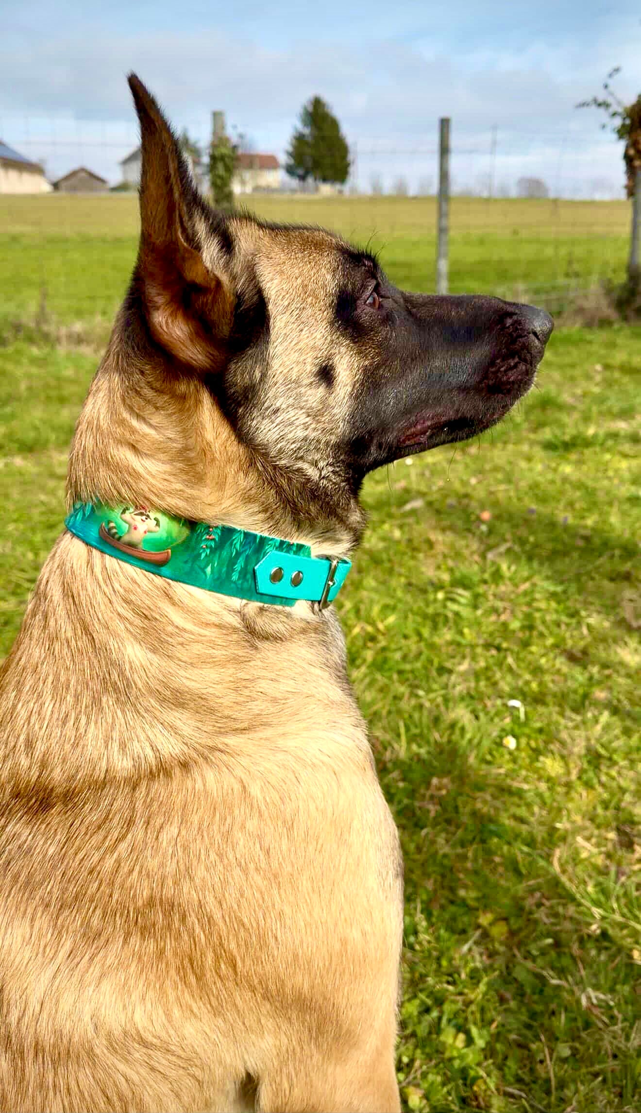 Collier Chien Rakoon