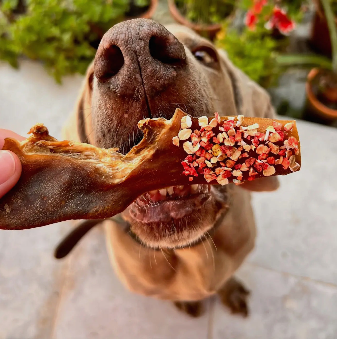 Friandises Cooka's Cookies - Candy Crush ✨