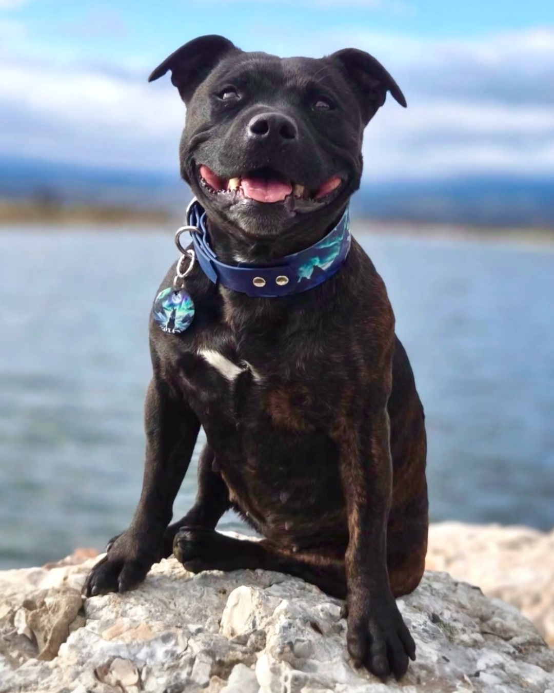 Collier chien Signature