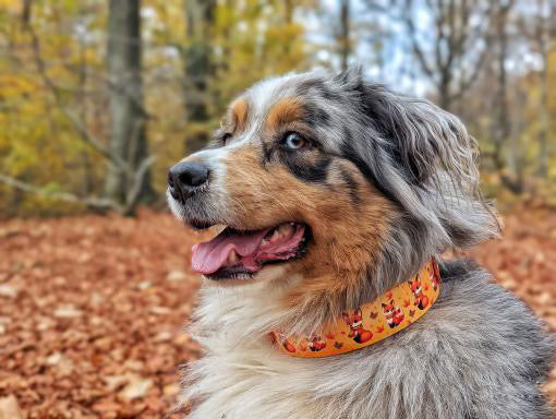 Collier chien Foxy Fall 🦊🍂