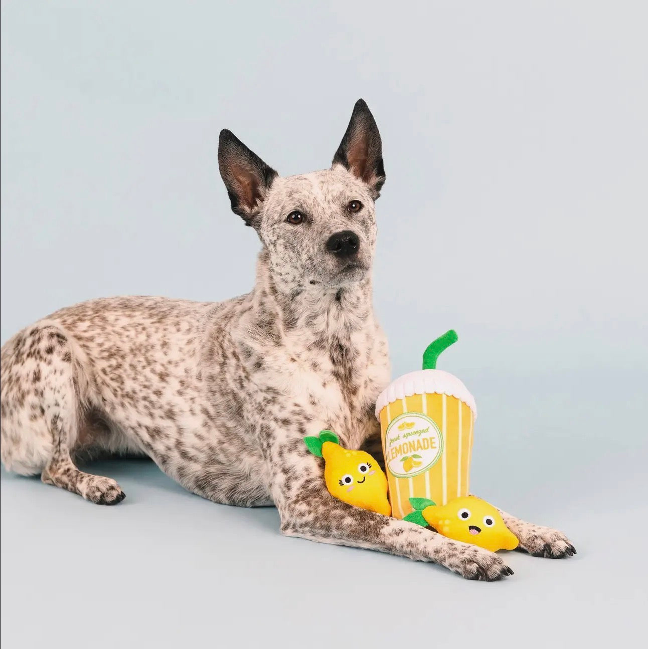 Jouet chien Lemonade 🍋