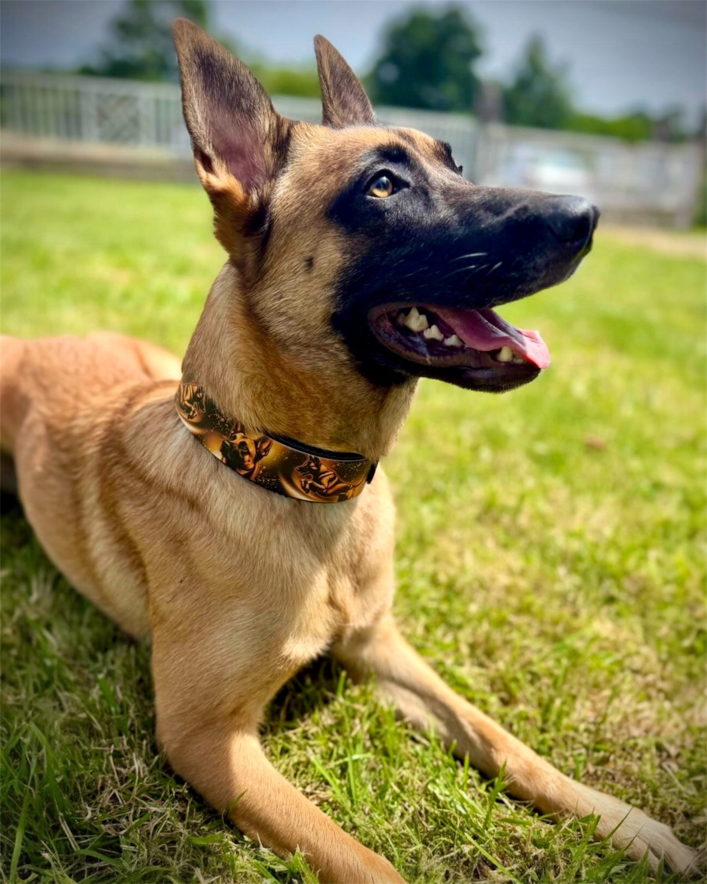 Collier chien Belgian Blaze 🔥